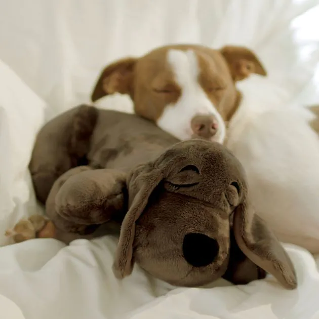 Heartbeat comforter for puppy cheap
