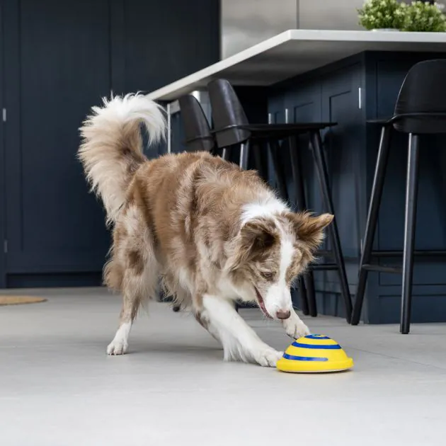 Indoor dog toys top